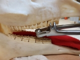 Dental-Forceps reverse fulcrum